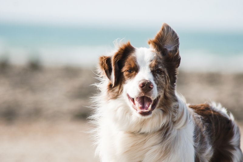 Dog Walking Service — Northern Beaches